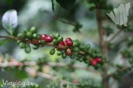 The Coffee Route